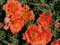 Портулак крупноцветковый (Sun Daze F1) Портулак крупноцветковый (Sun Daze F1)