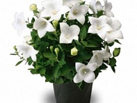 Платикодон крупноцветковый (Twinkle)