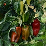 Перец летний (Capsicum annuum)