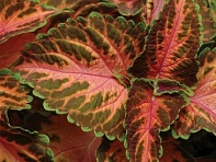 Колеус гибридный (Wizard)