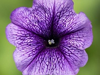 Петуния многоцветковая (генетически компактная) (Damask F1)