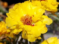 Портулак крупноцветковый (Sun Daze F1)