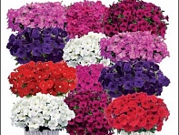 Петуния ампельная гибридная (Gioconda F1)