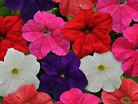 Петуния крупноцветковая (генетически компактная) (Ez Rider F1)