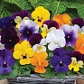 Виола рогатая (Viola cornuta)