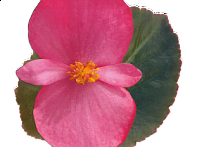 Бегония гибридная (бронзовая листва)