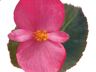 Бегония гибридная (бронзовая листва) (Big F1)