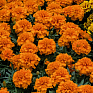 Бархатцы отклоненные (Tagetes patula) Бархатцы отклоненные (Tagetes patula)