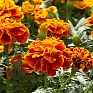 Бархатцы отклоненные (Tagetes patula)