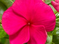 Катарантус розовый ампельный