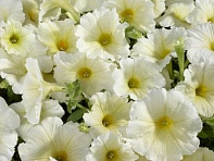 Петуния многоцветковая (Celebrity F1)