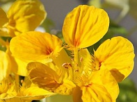 Настурция большая