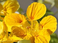 Настурция большая (Golden Gleam)