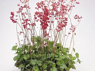 Гейхера кроваво-красная (Bressingham hybrids)