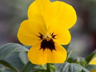 Виола рогатая (Bel Viso F1)