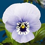 Виола рогатая (Viola cornuta)