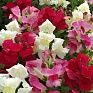Львиный зев (Антирринум) большой (Antirrhinum majus)