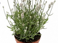 Лаванда узколистная (Scent White)