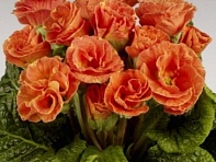 Примула бесстебельная (Marli F1)