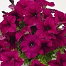 Петуния крупноцветковая (Petunia grandiflora)
