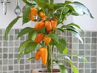 Перец летний (Fresh Bites)