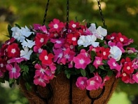 Катарантус розовый ампельный (Mediterranean XP)