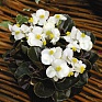 Бегония вечноцветущая (бронзовая листва) (Begonia semperflorens)