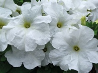 Петуния крупноцветковая (генетически компактная) (Limbo GP F1)