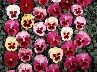 Виола Виттрока