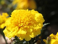 Бархатцы отклоненные (Cresta)