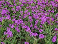 Вербена жесткая (Dazzling Night)