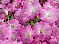 Петуния многоцветковая (Celebrity F1)