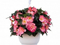 Бегония клубневая махровая ампельная (Nonstop Joy F1)