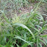 Просо изящное (Panicum elegans)