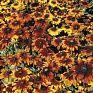 Рудбекия волосистая (Rudbeckia hirta)