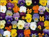 Виола рогатая (Valentina F1)