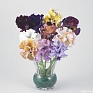 Виола Виттрока бахромчатая (Viola wittrockiana)