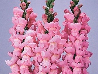 Львиный зев (Антирринум) большой (Maryland F1)