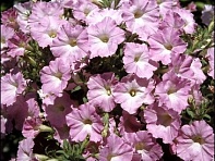 Петуния ампельная гибридная (Nuvolari F1)