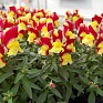 Львиный зев (Антирринум) большой (Antirrhinum majus)