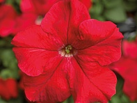 Петуния крупноцветковая (Tritunia F1)