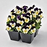 Виола рогатая (Viola cornuta)