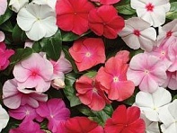 Катарантус розовый (Pacifica XP)