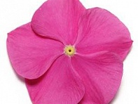 Катарантус розовый (Pacifica XP)