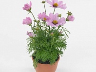 Космея дваждыперистая (Casanova)