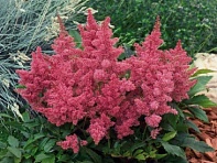 Астильбе Арендса (Astary)