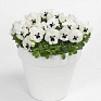 Виола рогатая (Viola cornuta)