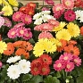 Гербера Джеймсона (Gerbera jemesonii)