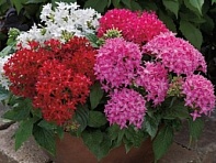 Пентас ланцетовидный (BeeBright F1)