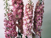 Дельфиниум высокий (Magic Fountains)